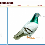 pigeonblog
