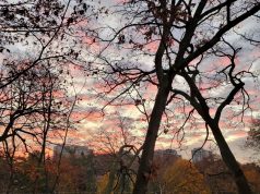 Why Trees and Forests are a Part of MESH Cities Morning City Forest